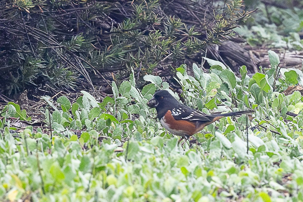 Spotted Towhee - ML646882672