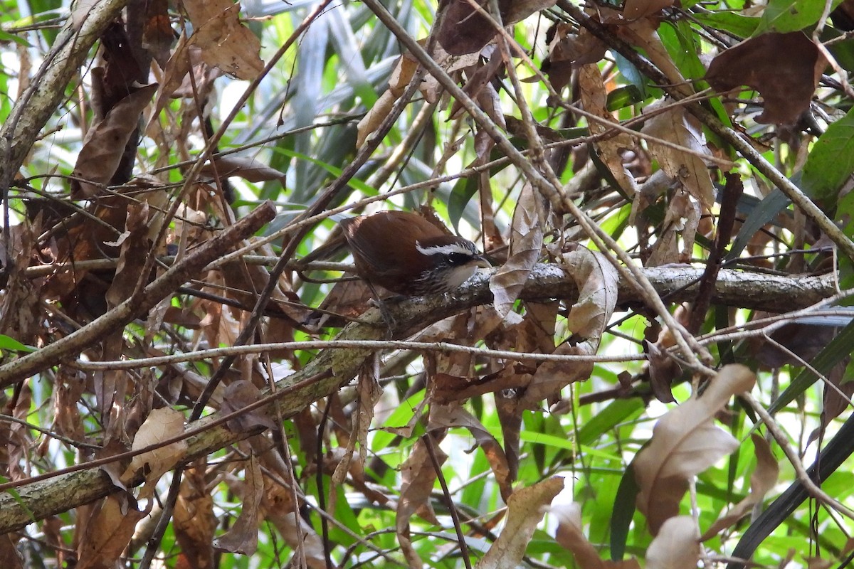 Streak-breasted Scimitar-Babbler - ML646882687