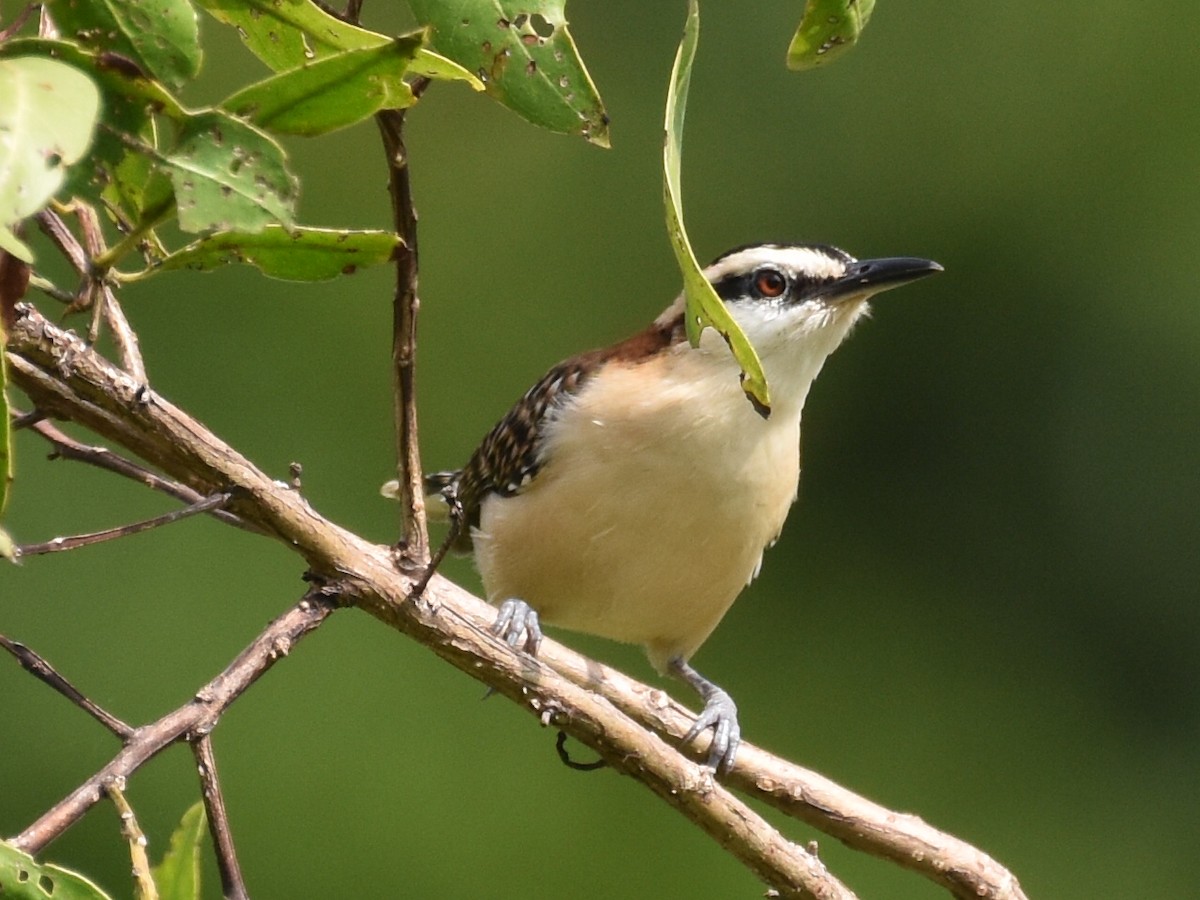 Rufous-backed Wren - ML646882688