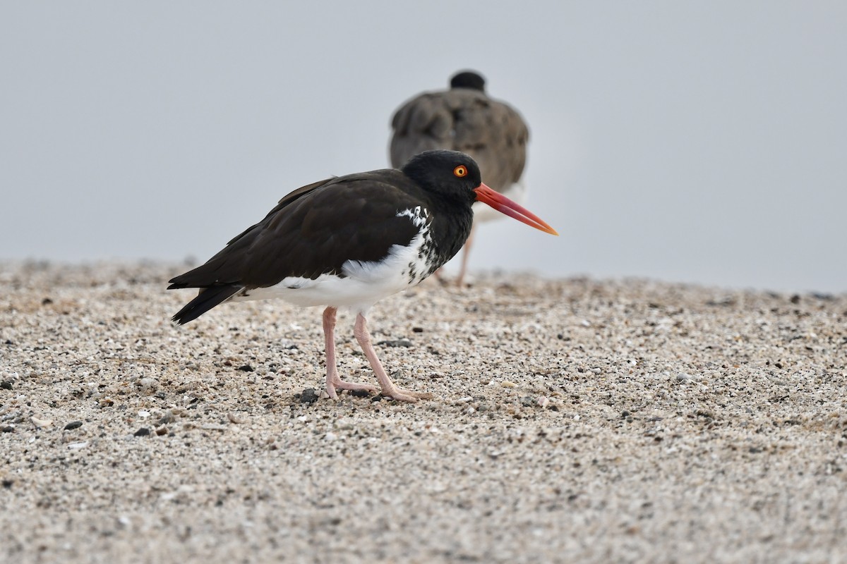 American Oystercatcher - ML646882689