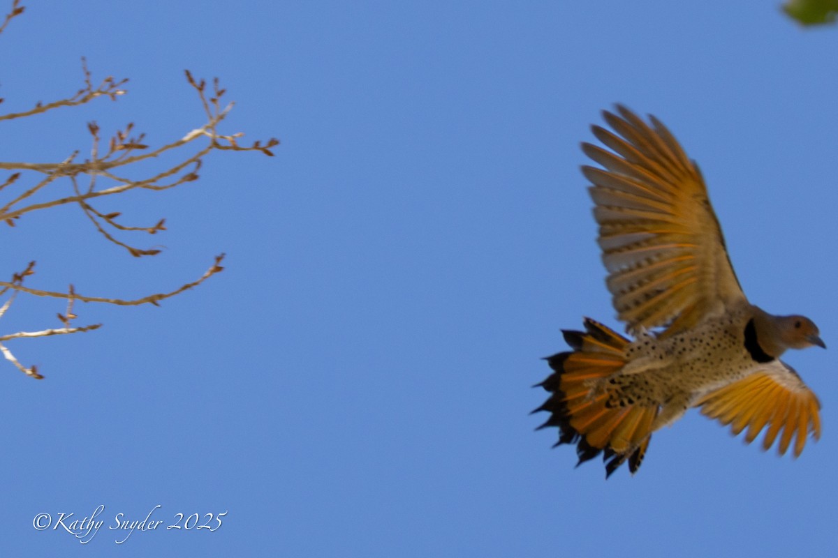 Northern Flicker (Yellow-shafted x Red-shafted) - ML646882694
