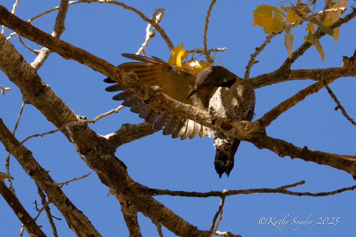 Northern Flicker (Yellow-shafted x Red-shafted) - ML646882695