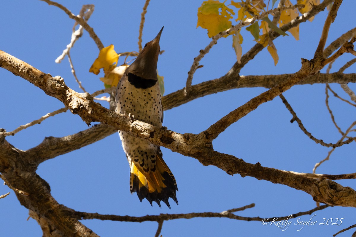 Northern Flicker (Yellow-shafted x Red-shafted) - ML646882696