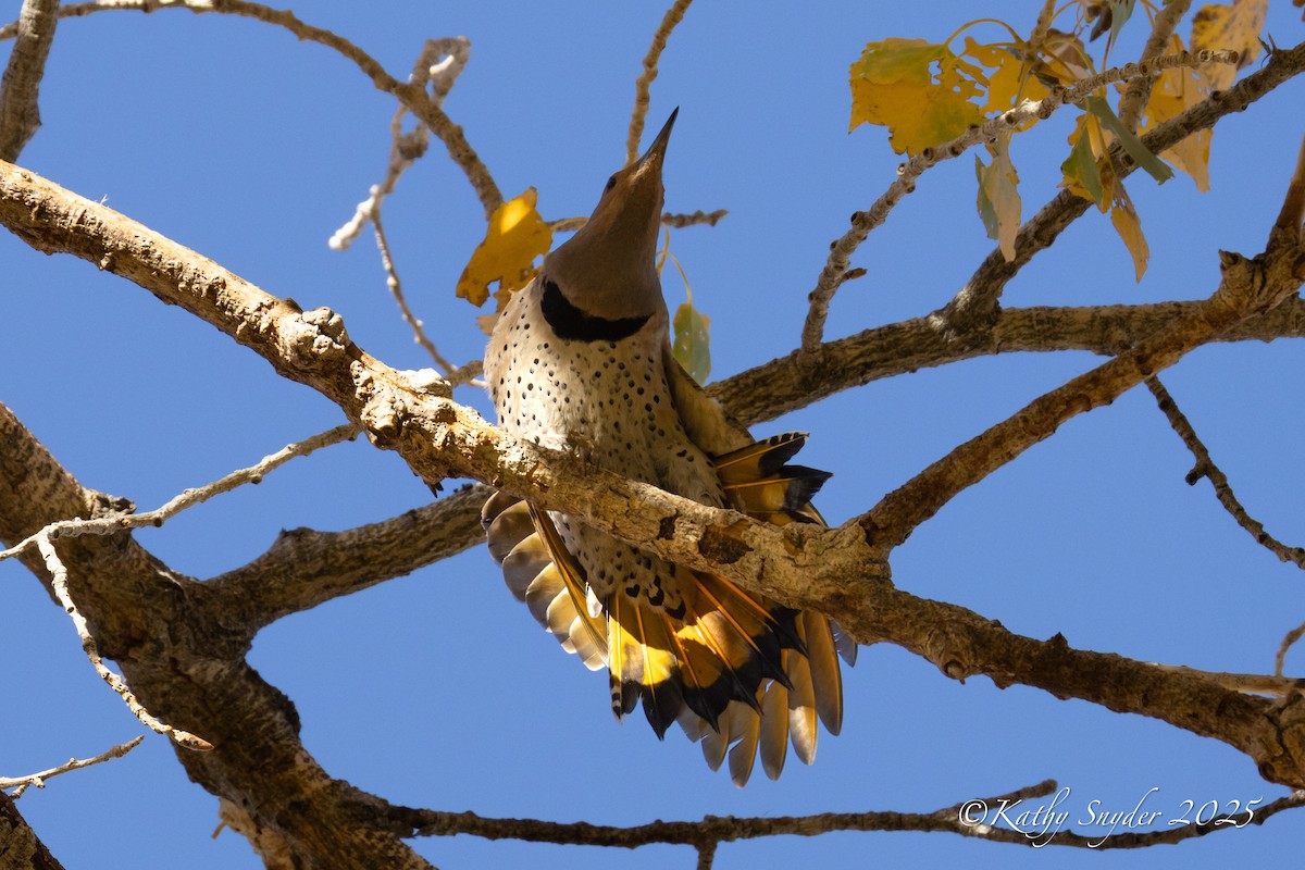 Northern Flicker (Yellow-shafted x Red-shafted) - ML646882697