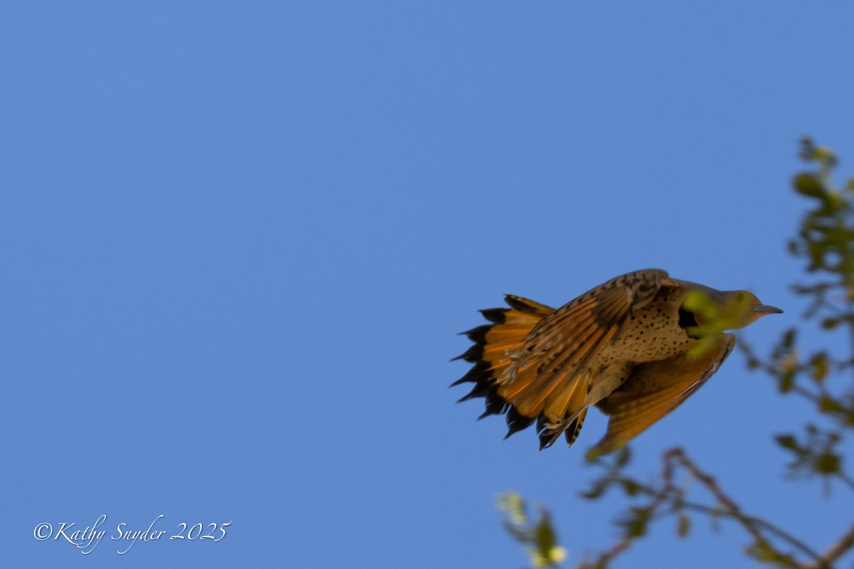 Northern Flicker (Yellow-shafted x Red-shafted) - ML646882698