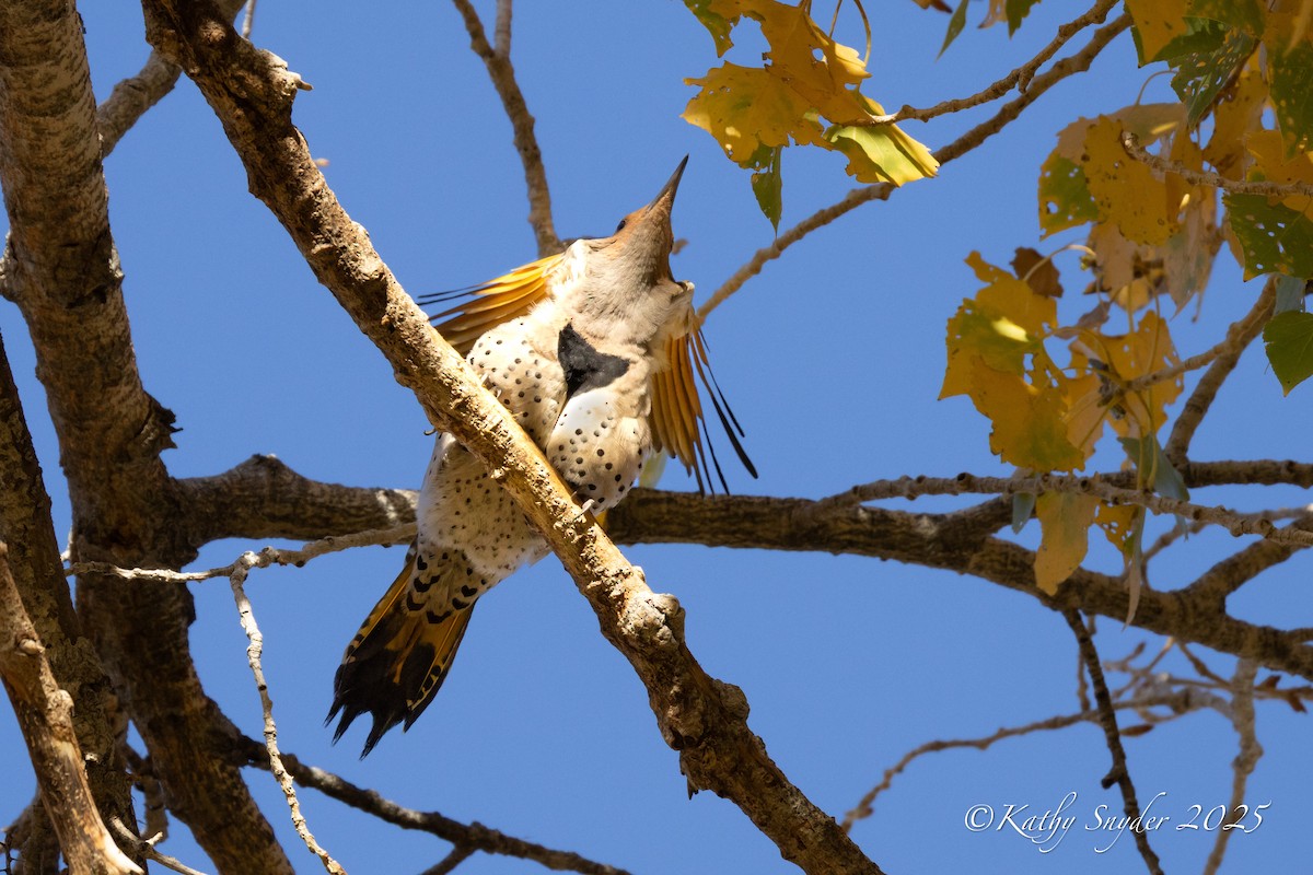 Northern Flicker (Yellow-shafted x Red-shafted) - ML646882699