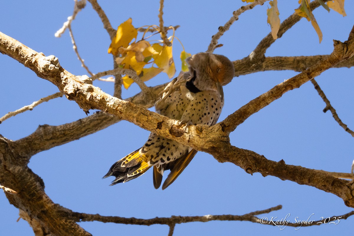 Northern Flicker (Yellow-shafted x Red-shafted) - ML646882700
