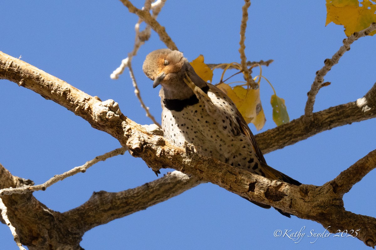Northern Flicker (Yellow-shafted x Red-shafted) - ML646882701