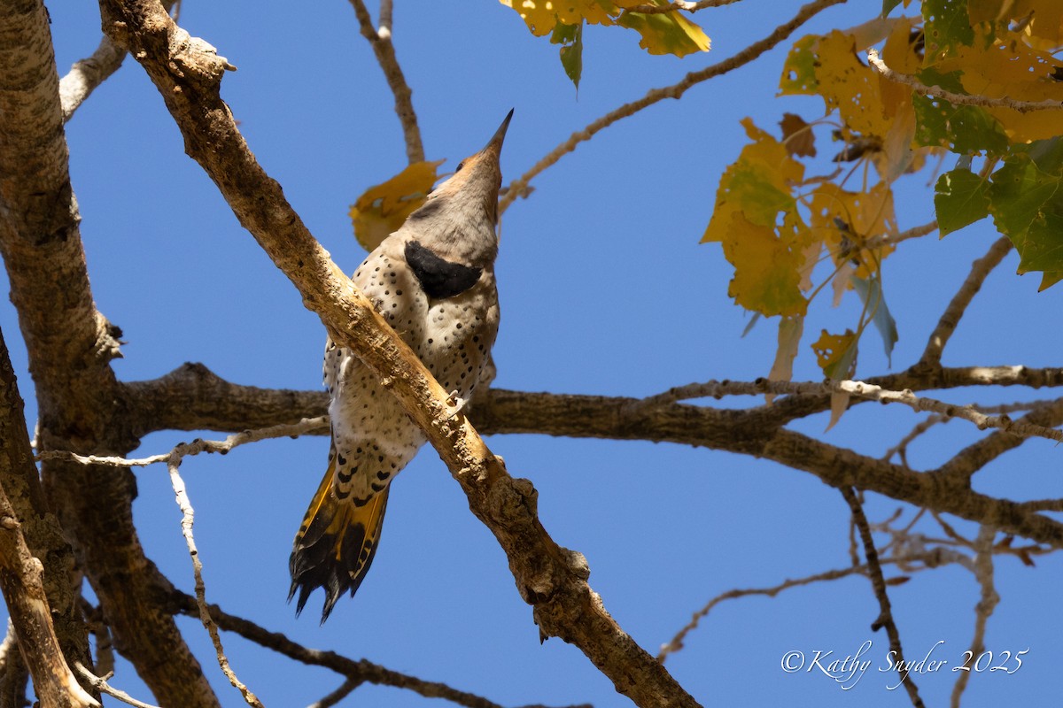 Northern Flicker (Yellow-shafted x Red-shafted) - ML646882702