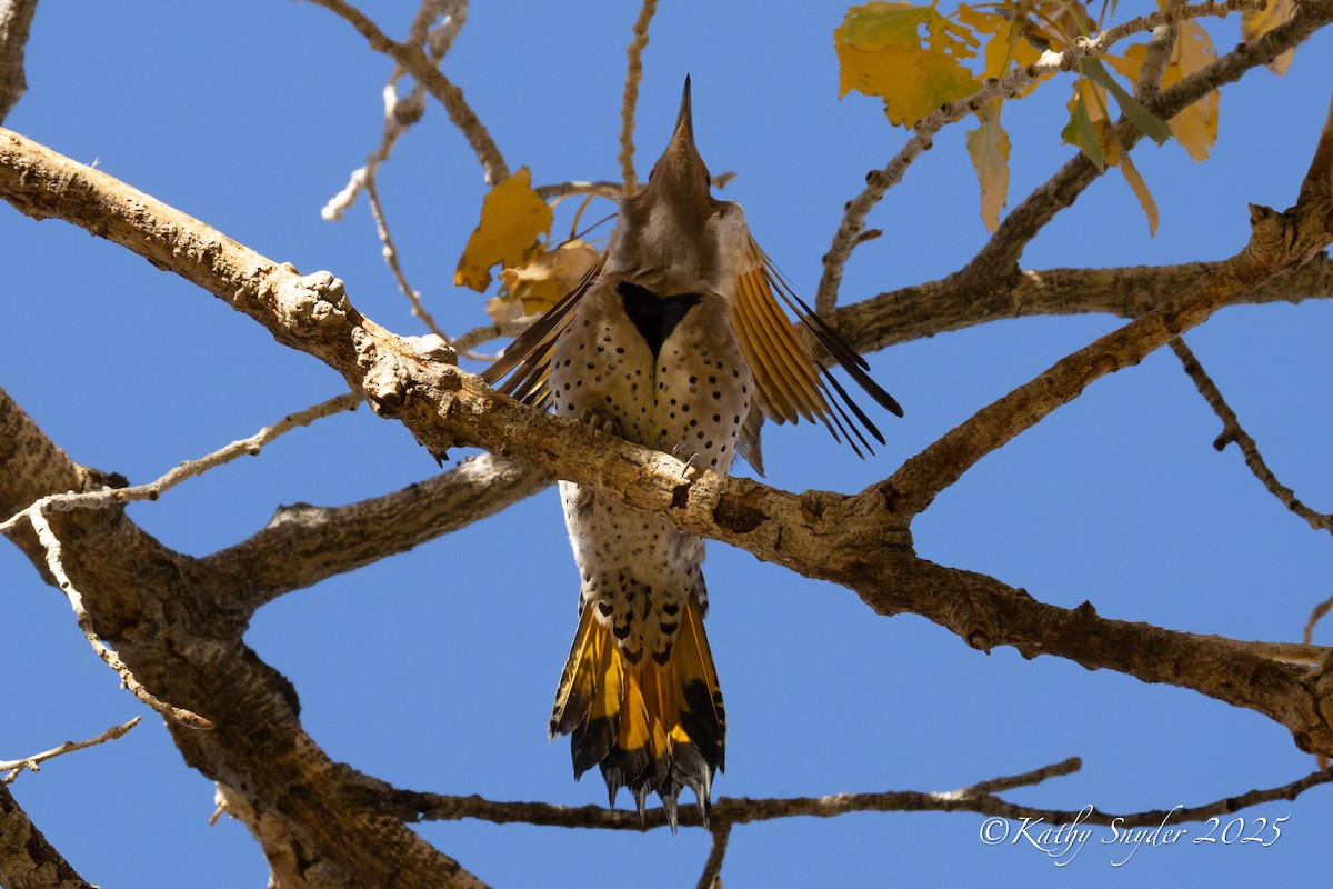 Northern Flicker (Yellow-shafted x Red-shafted) - ML646882703