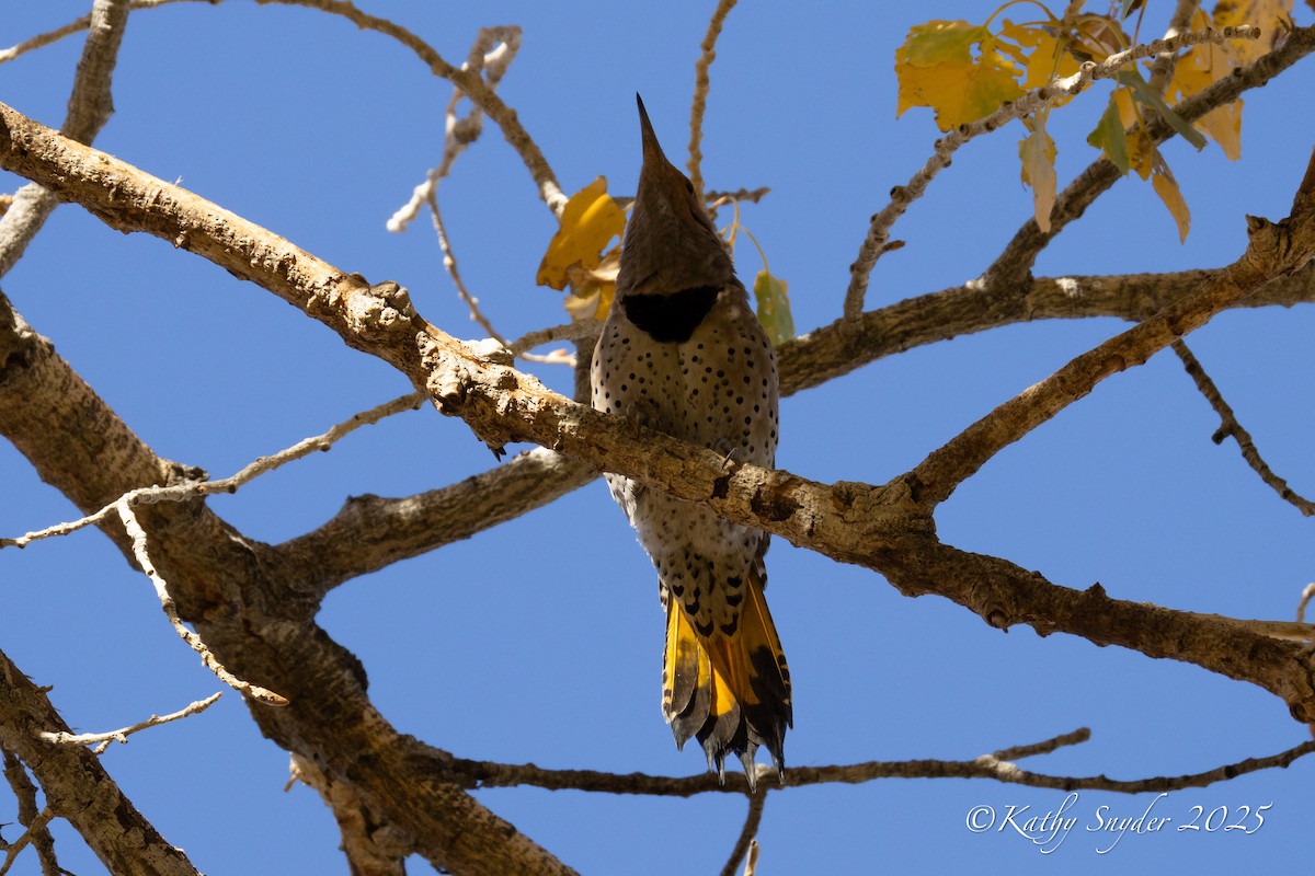 Northern Flicker (Yellow-shafted x Red-shafted) - ML646882704