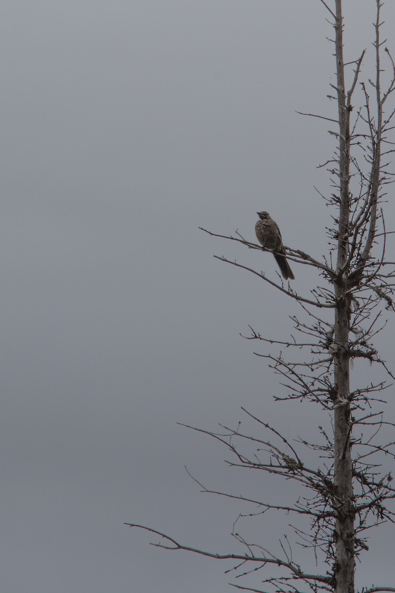 Townsend's Solitaire - ML64688271