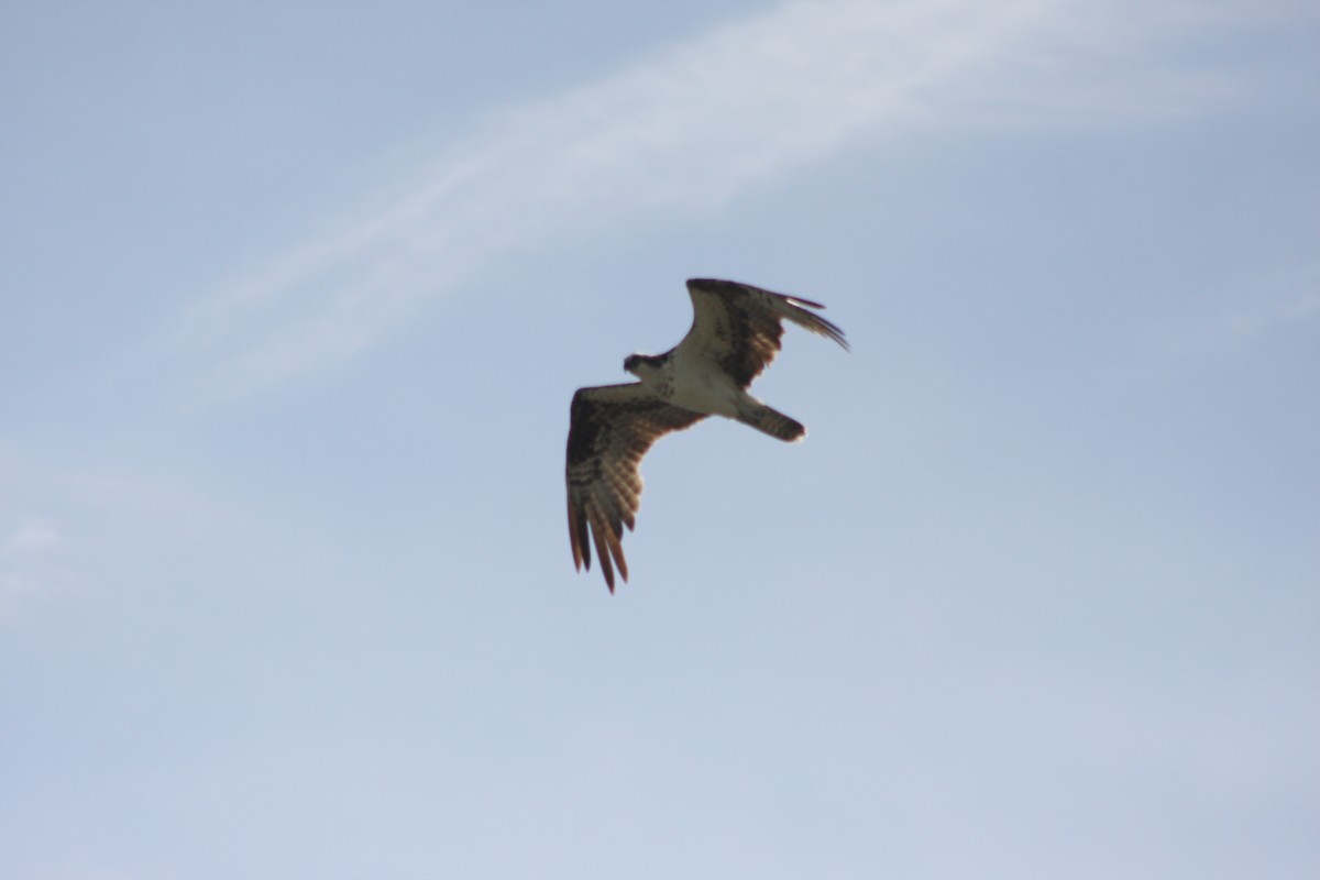 orlovec říční - ML646882711