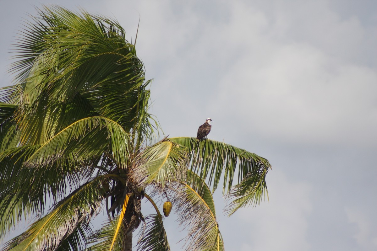 orlovec říční - ML646882712