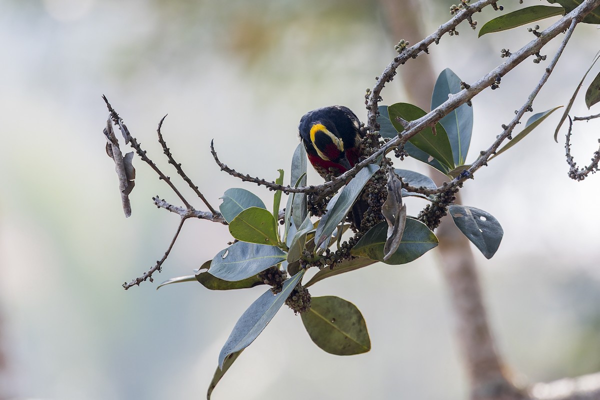 Yellow-tufted Woodpecker - ML646882714