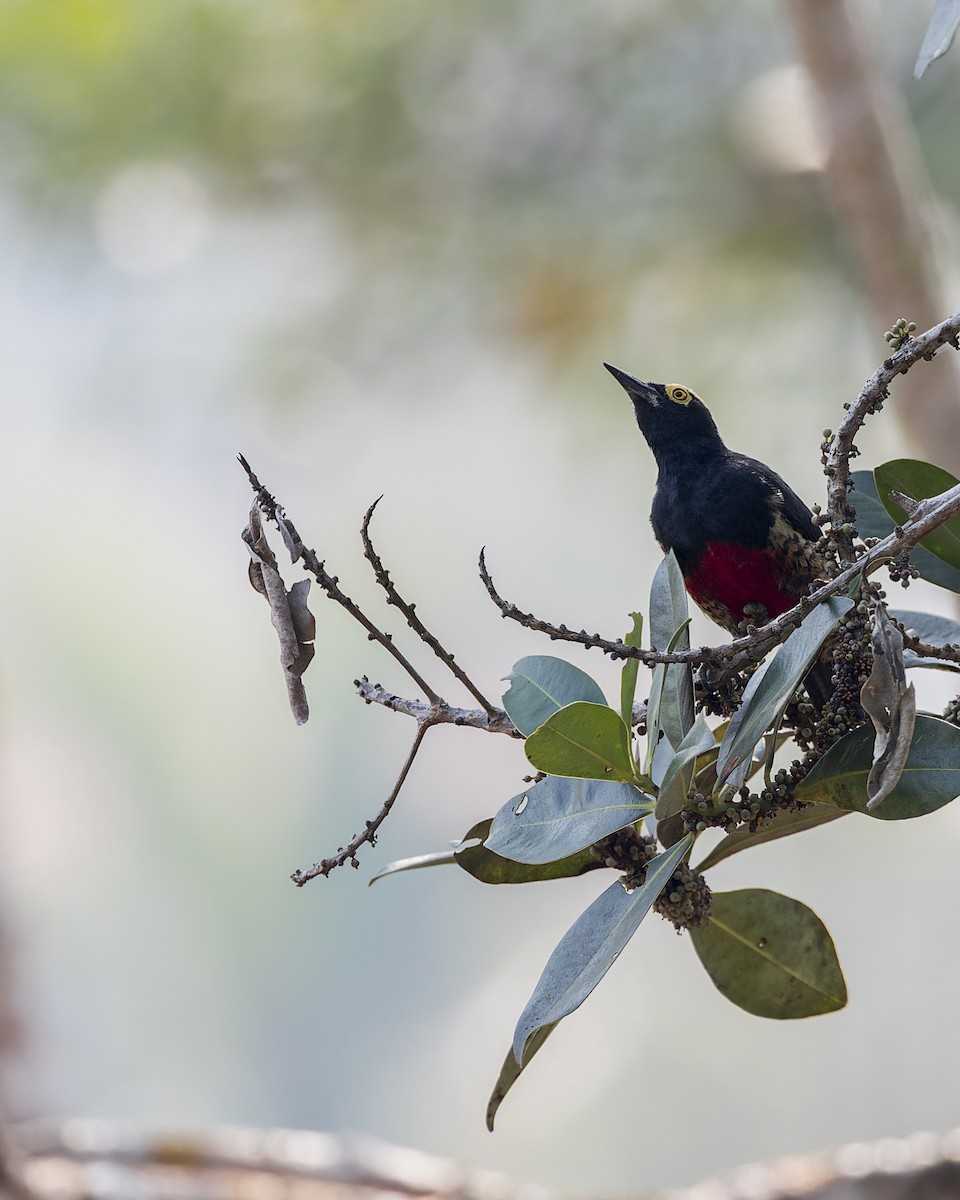 Yellow-tufted Woodpecker - ML646882715