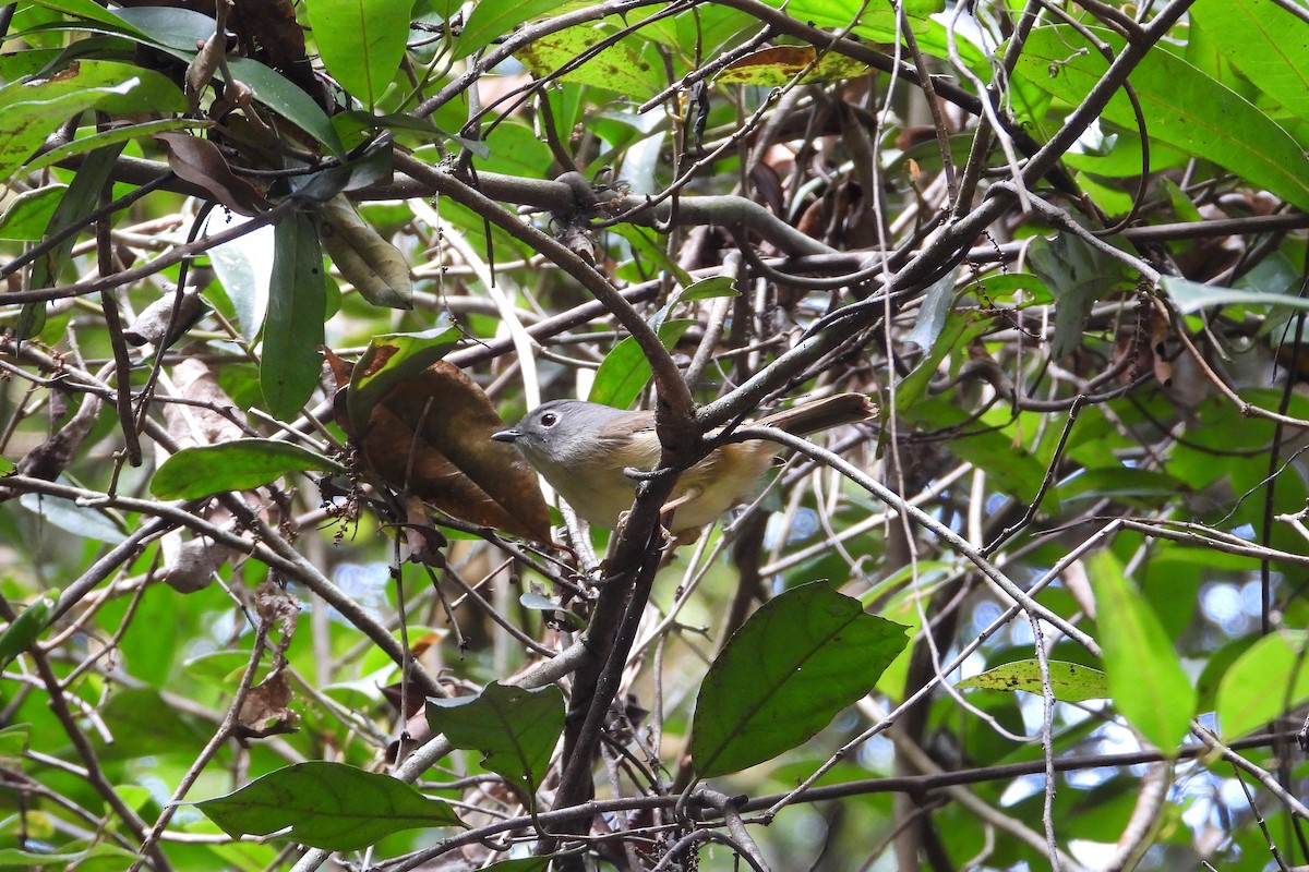 Huet's Fulvetta - ML646882722