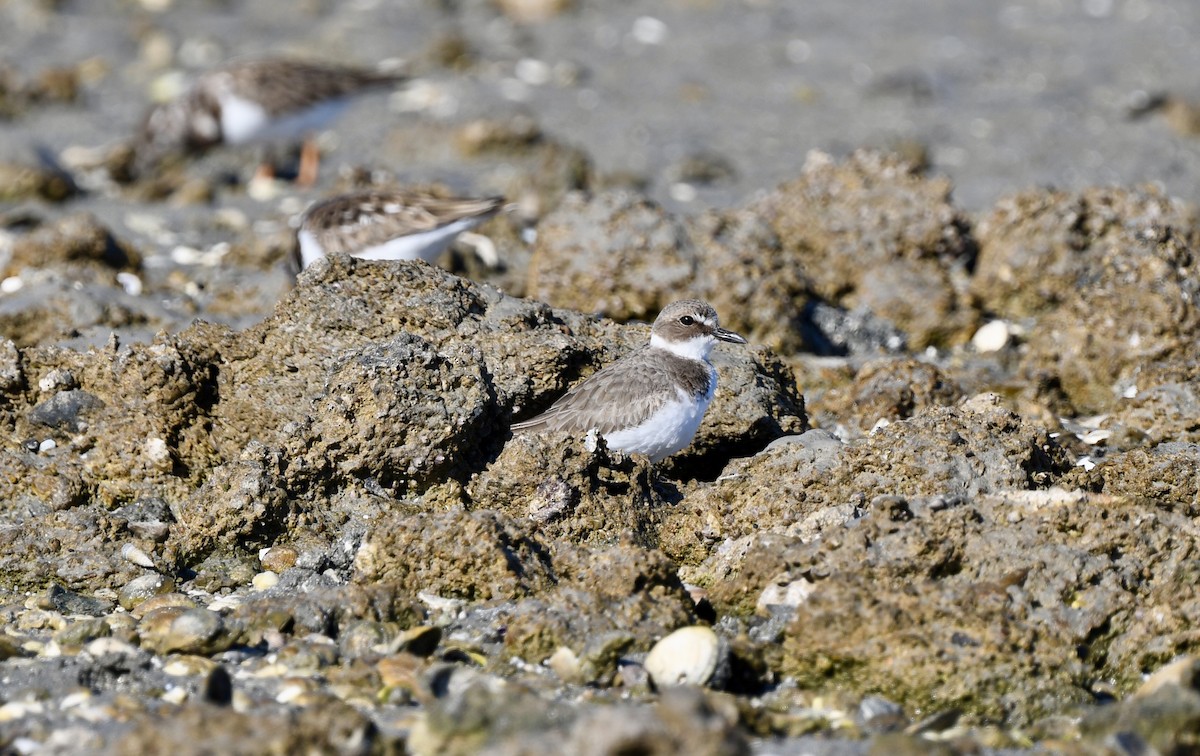 Wilson's Plover - ML646882723