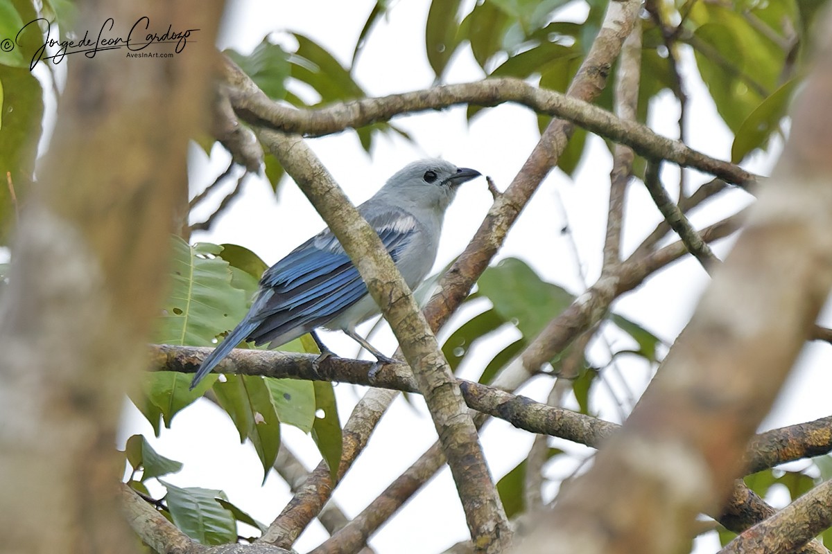 Blue-gray Tanager - ML646882725