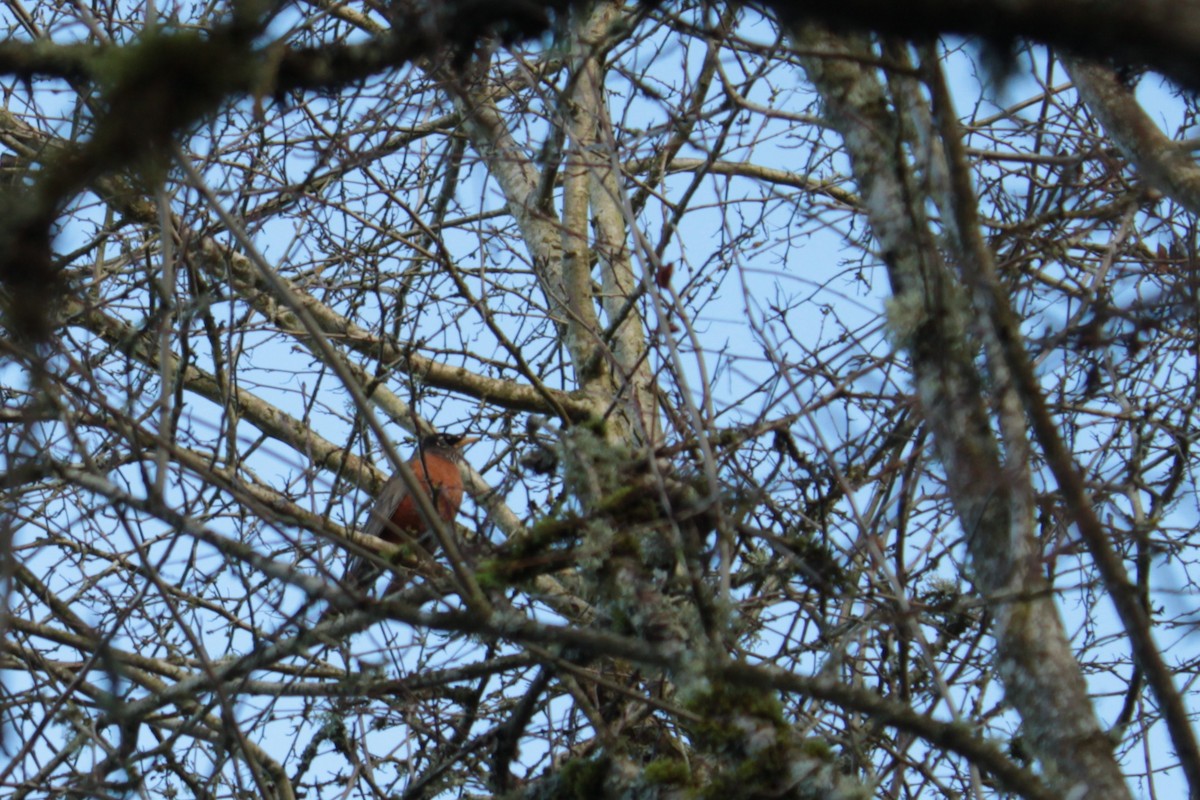American Robin - ML646882731