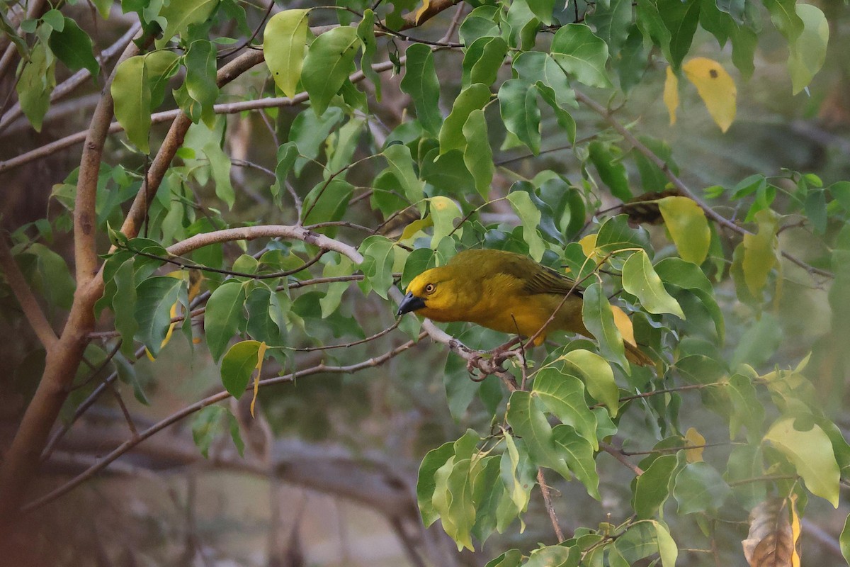 Holub's Golden-Weaver - ML646882733