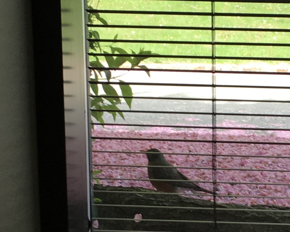 vandretrost - ML646882734