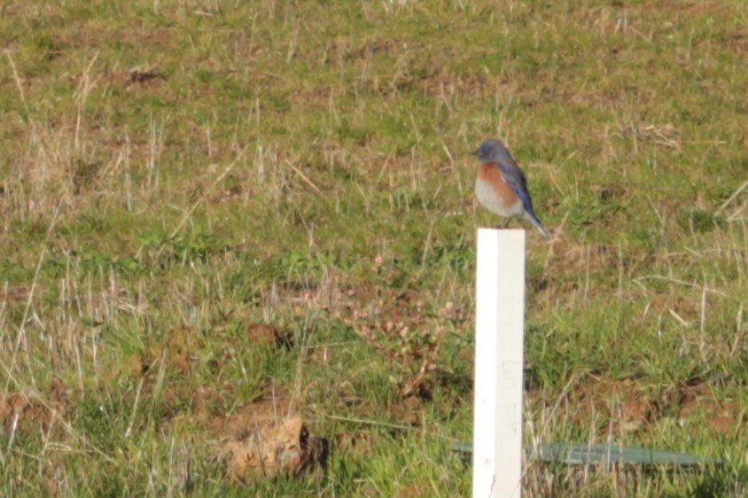Western Bluebird - ML646882736