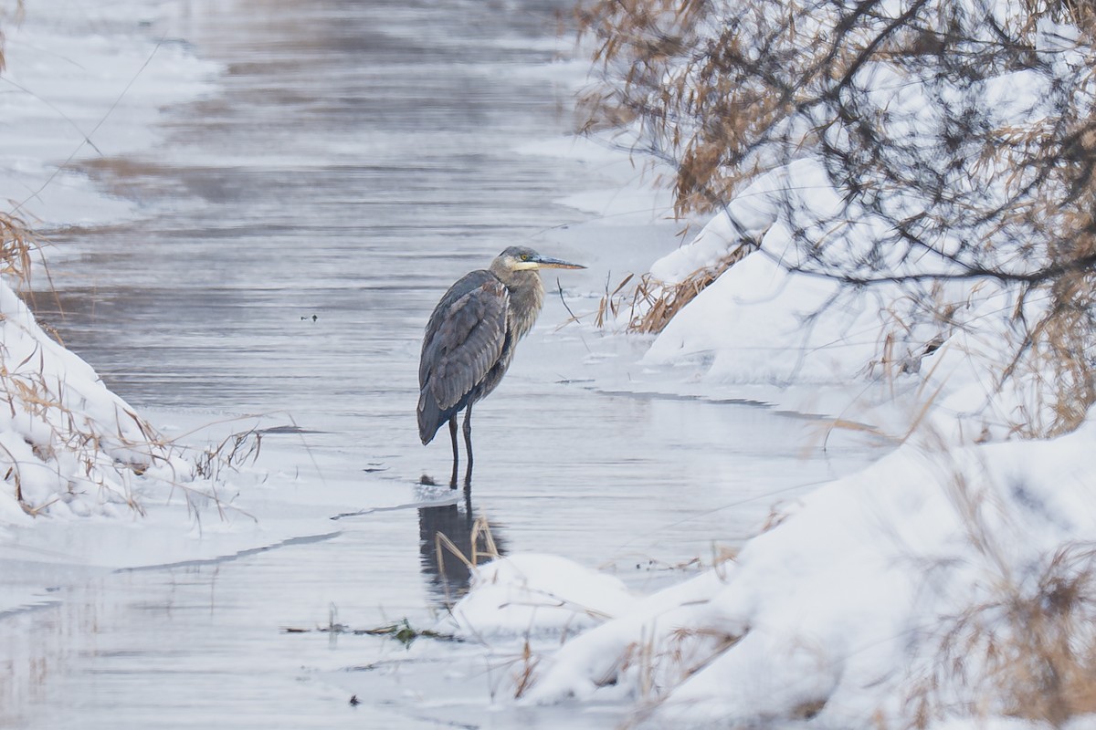 Great Blue Heron - ML646882739