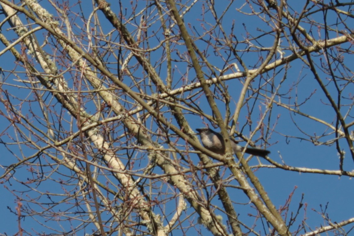 California Scrub-Jay - ML646882741