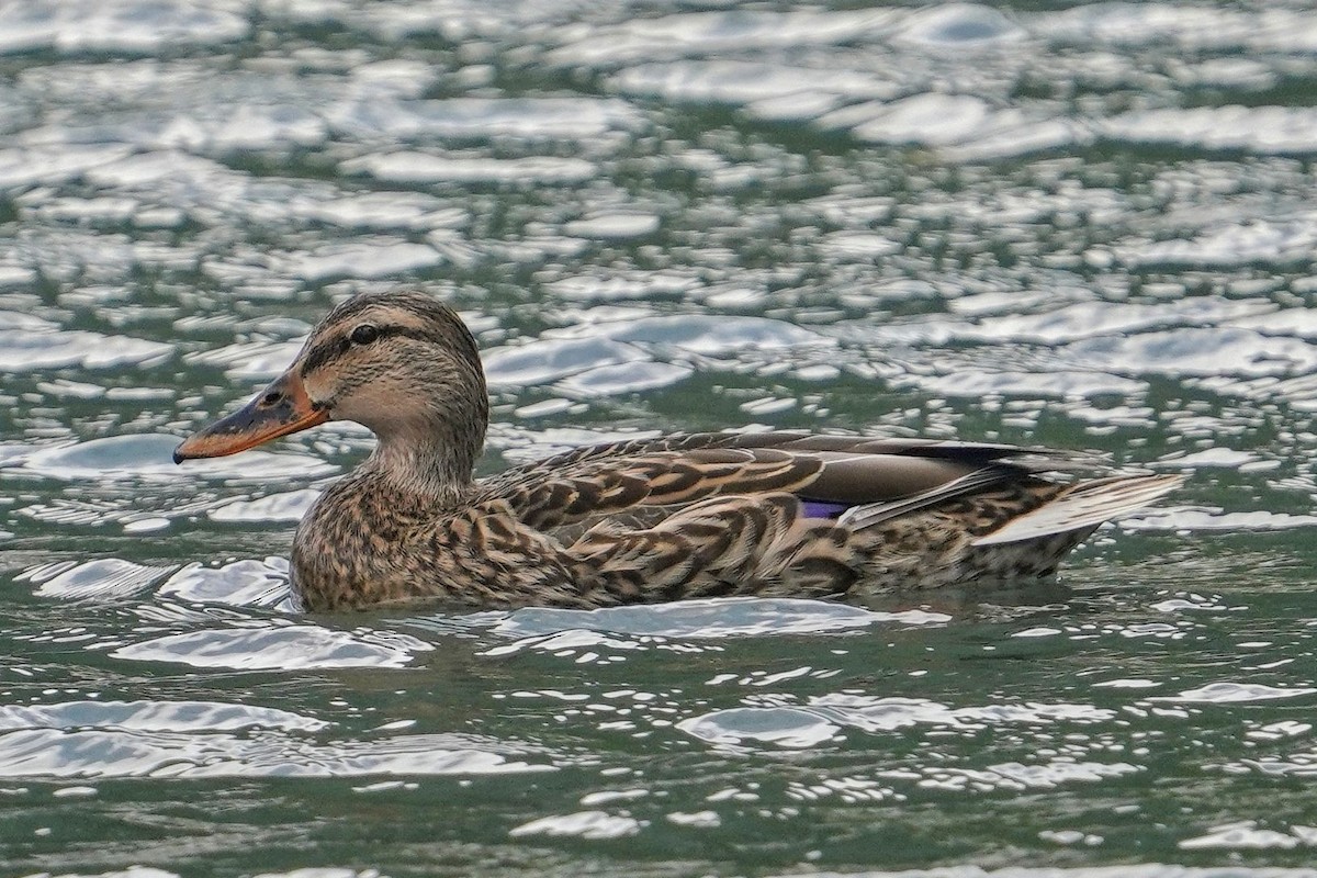 Mallard - ML646882748