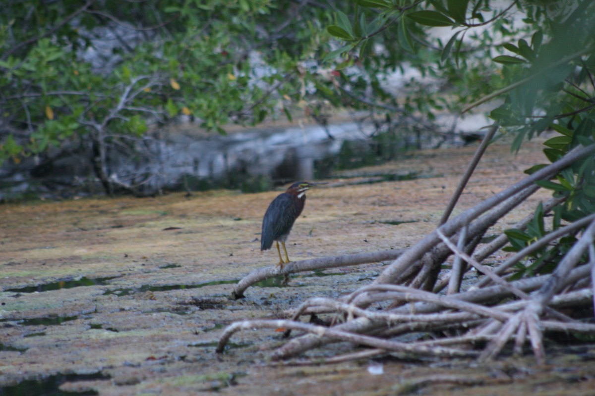 Green Heron - ML646882751