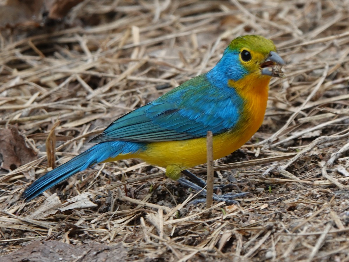 Orange-breasted Bunting - ML646882763