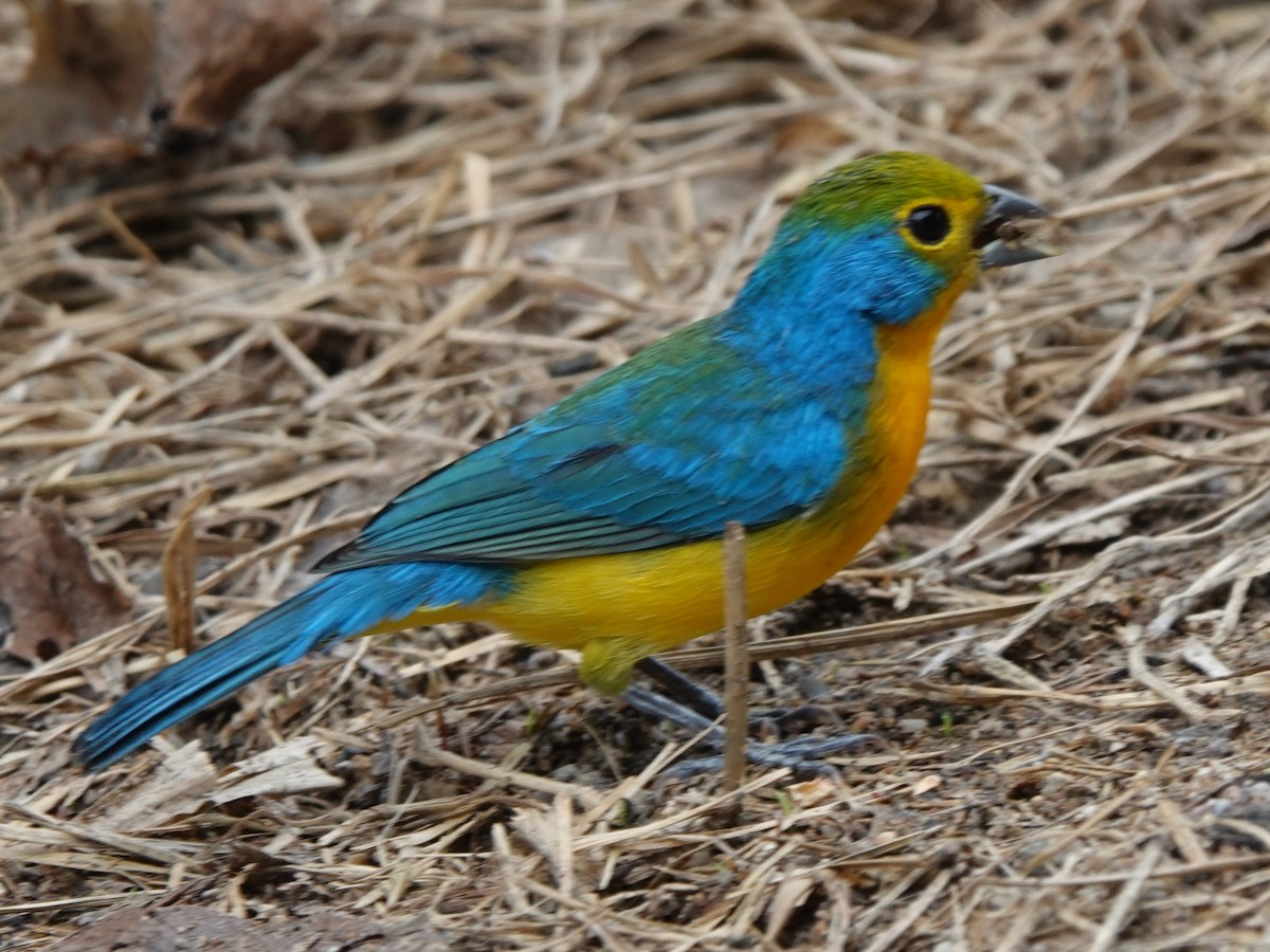 Orange-breasted Bunting - ML646882764