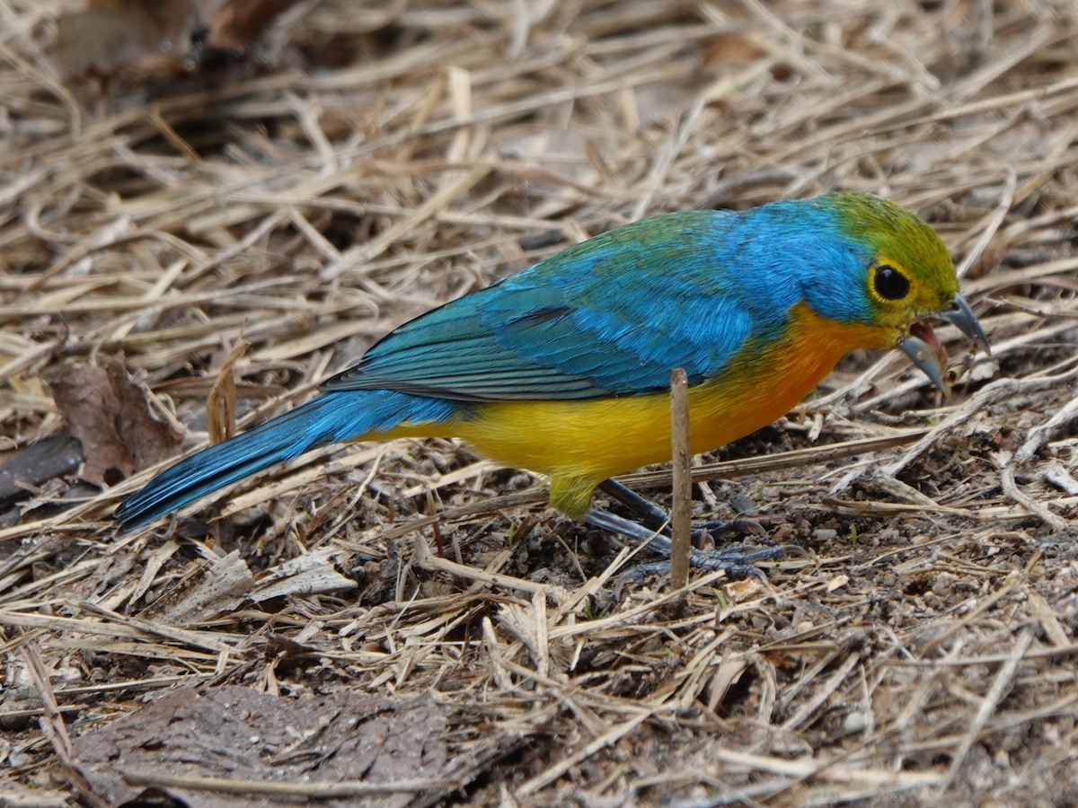 Orange-breasted Bunting - ML646882765
