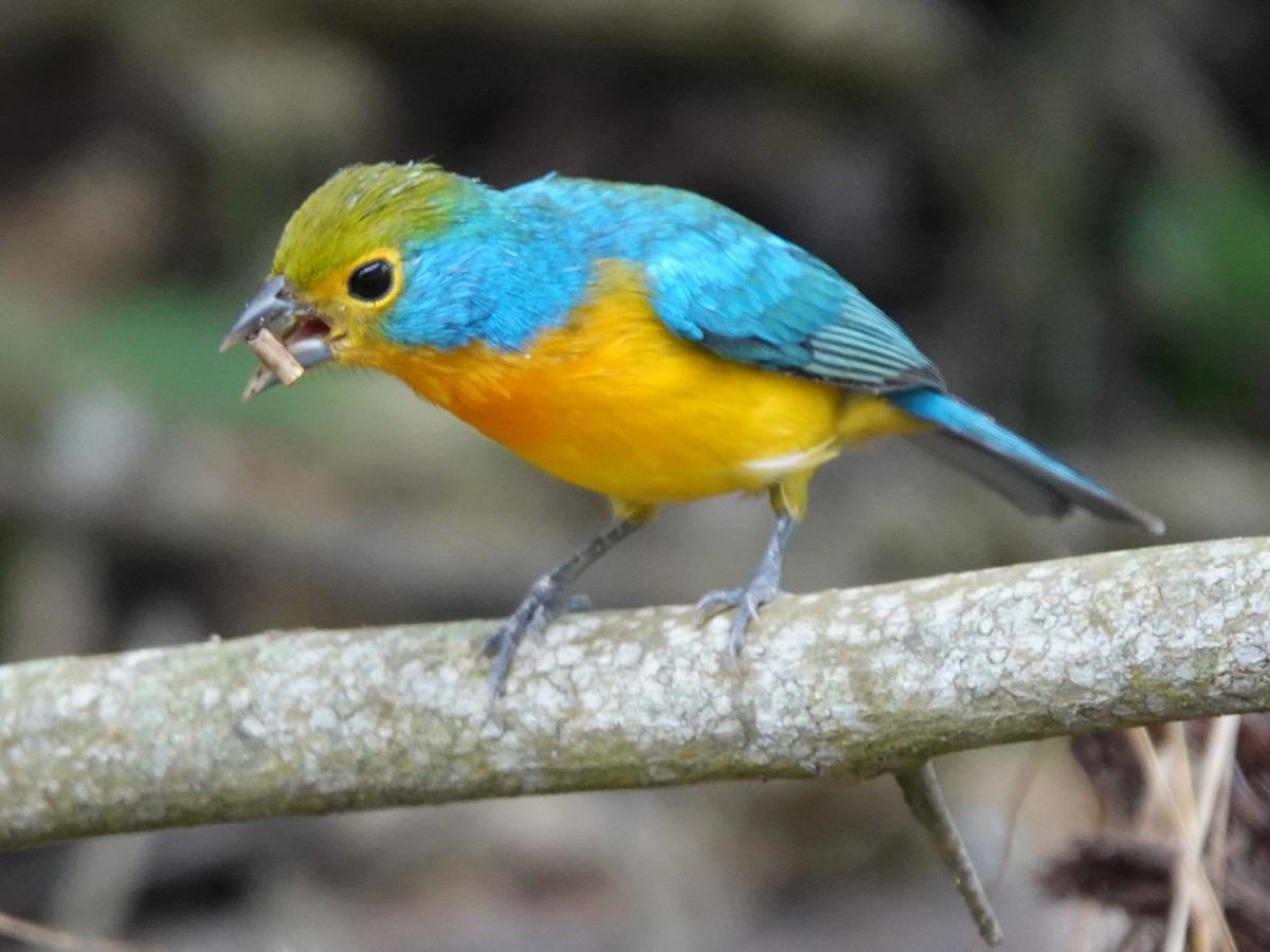 Orange-breasted Bunting - ML646882766