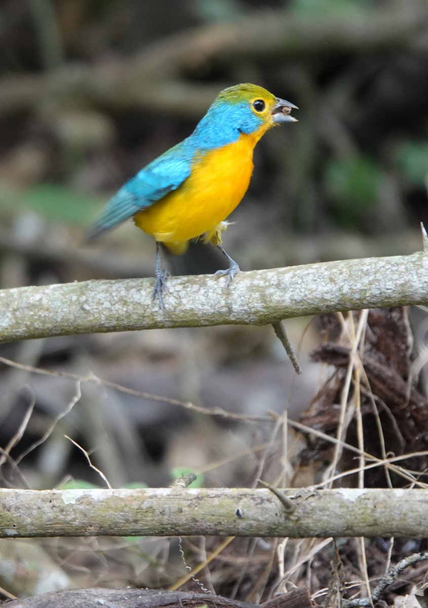 Azulillo Pechinaranja - ML646882767