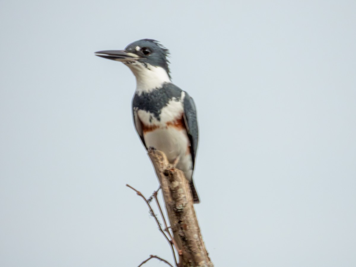 rybařík pruhoprsý - ML646882773