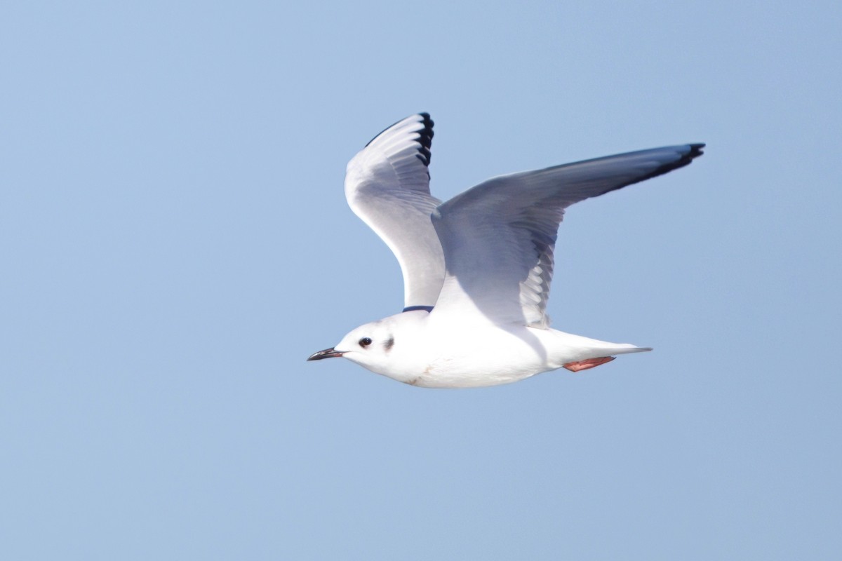 Gaviota de Bonaparte - ML646882779