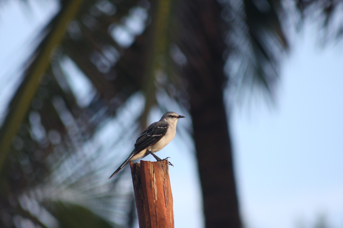 Sinsonte Tropical - ML646882780