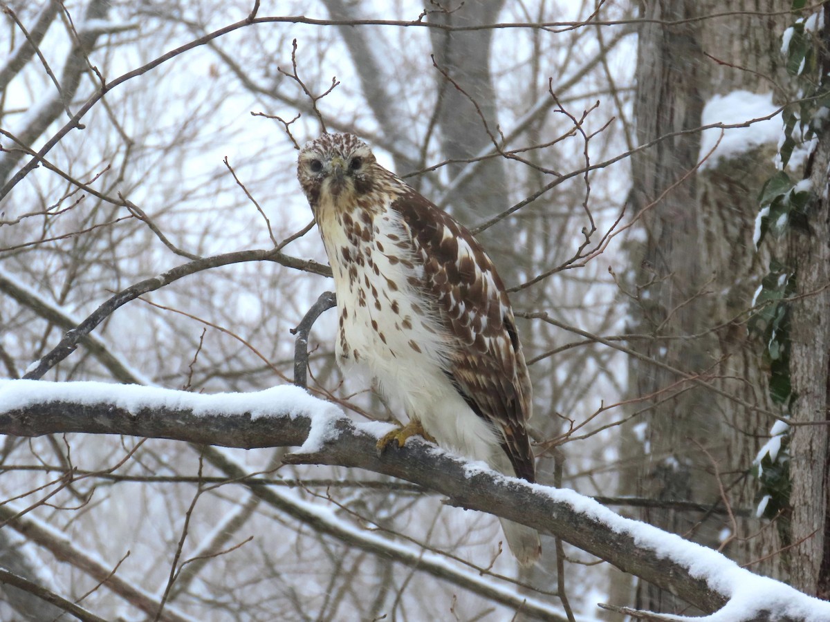Busardo Pechirrojo - ML646882781