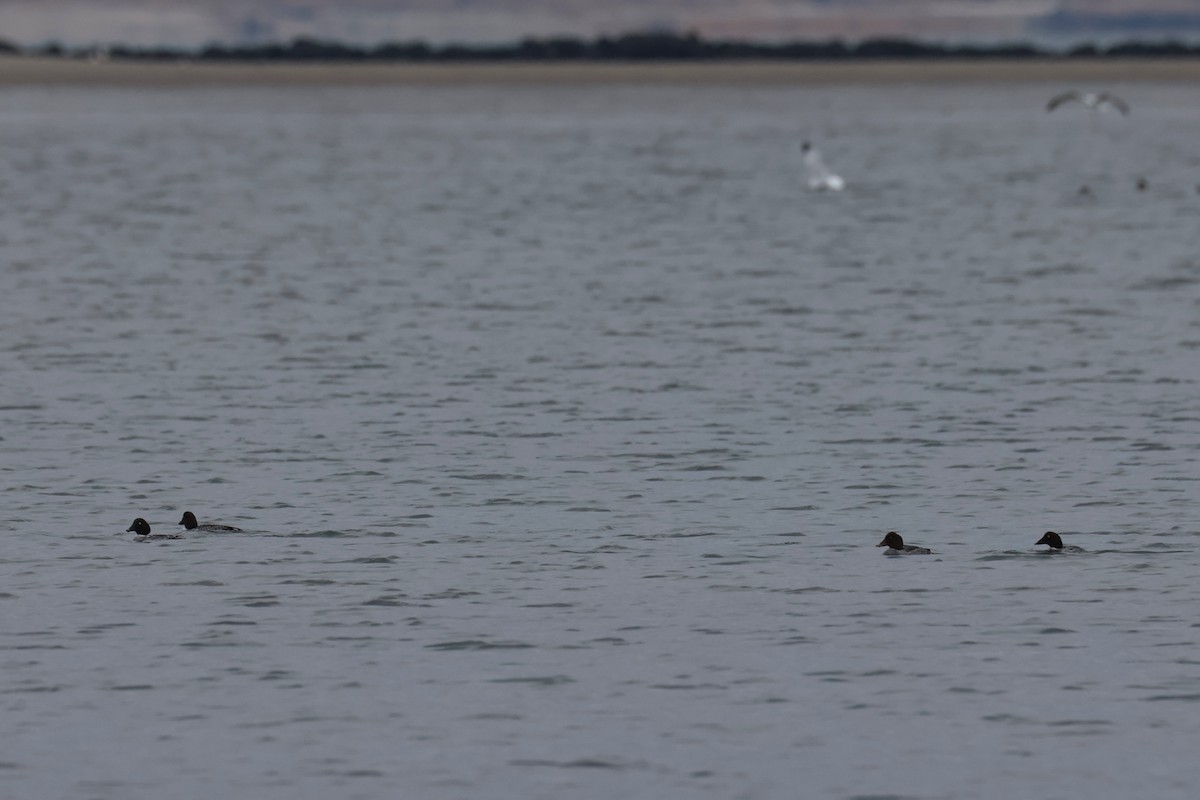 Porrón Osculado - ML646882782