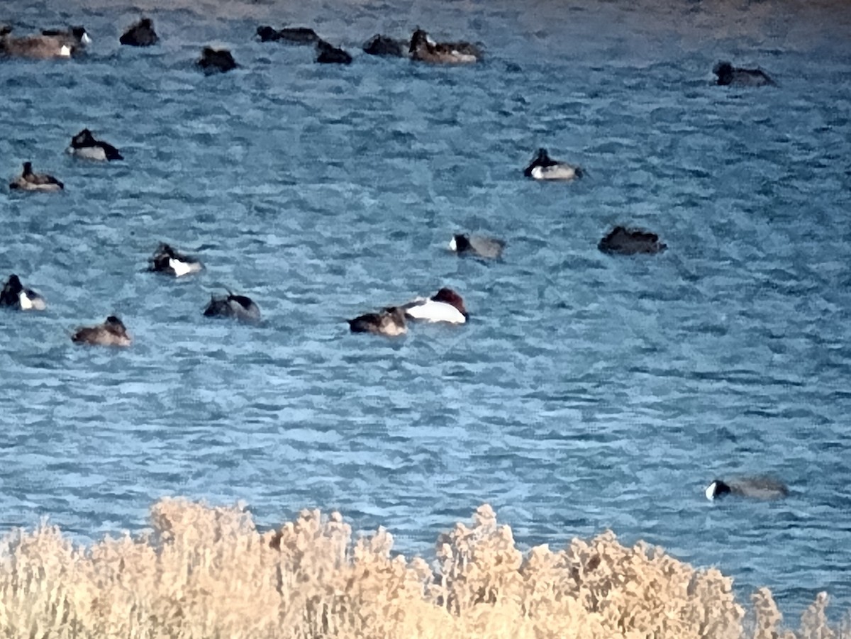 Porrón Coacoxtle - ML646882783