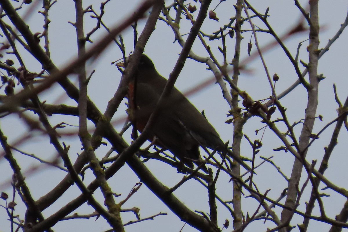 Zorzal Americano - ML646882784