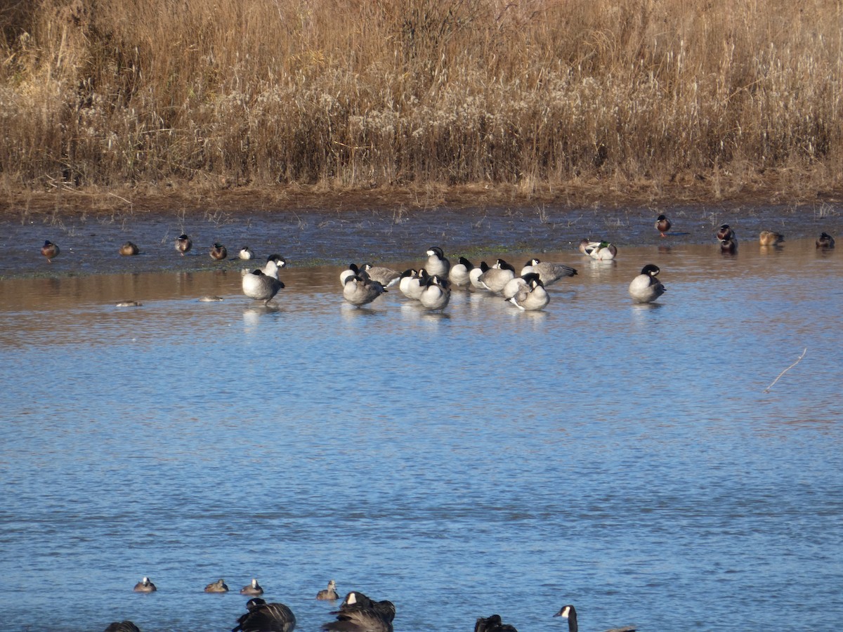Barnacla Canadiense Grande - ML646882785