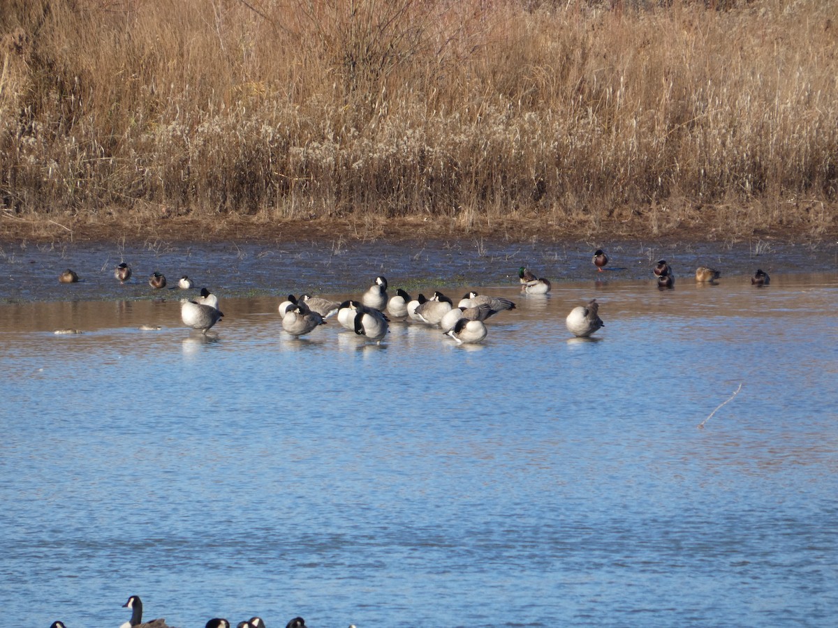 Barnacla Canadiense Grande - ML646882786