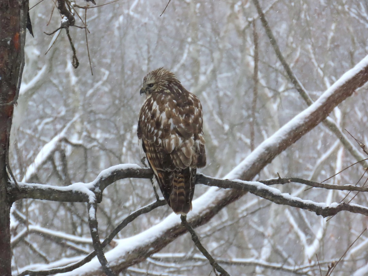 Busardo Pechirrojo - ML646882787