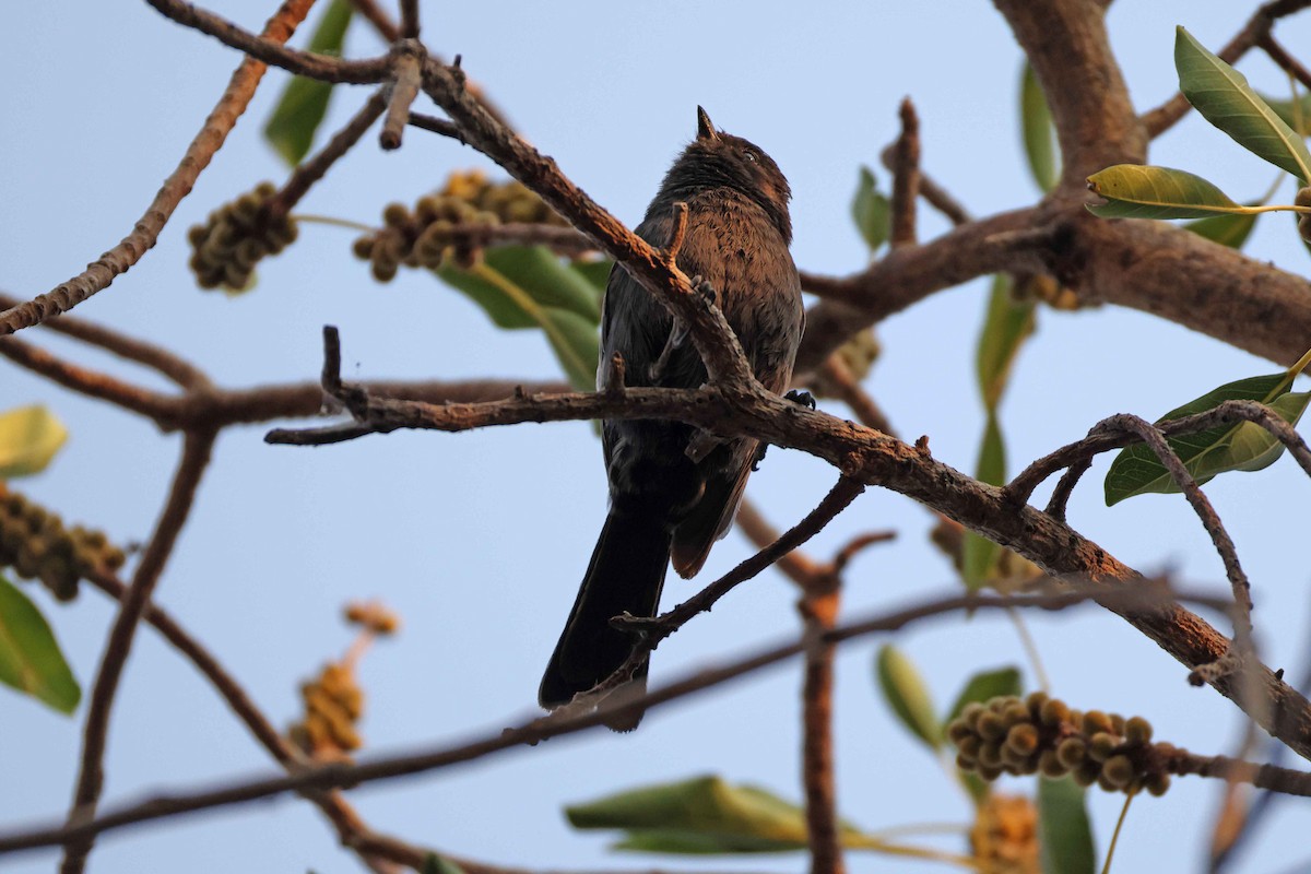 Carbonero Negro - ML646882788