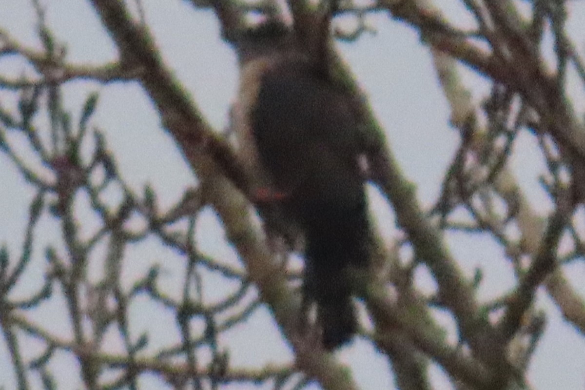 Gavilán de Cooper - ML646882789