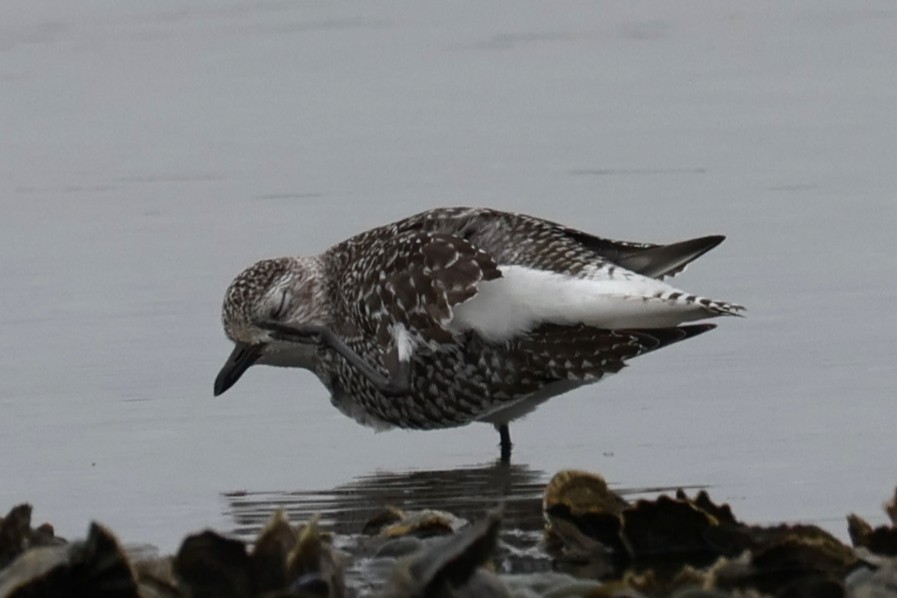 Chorlito Gris - ML646882790