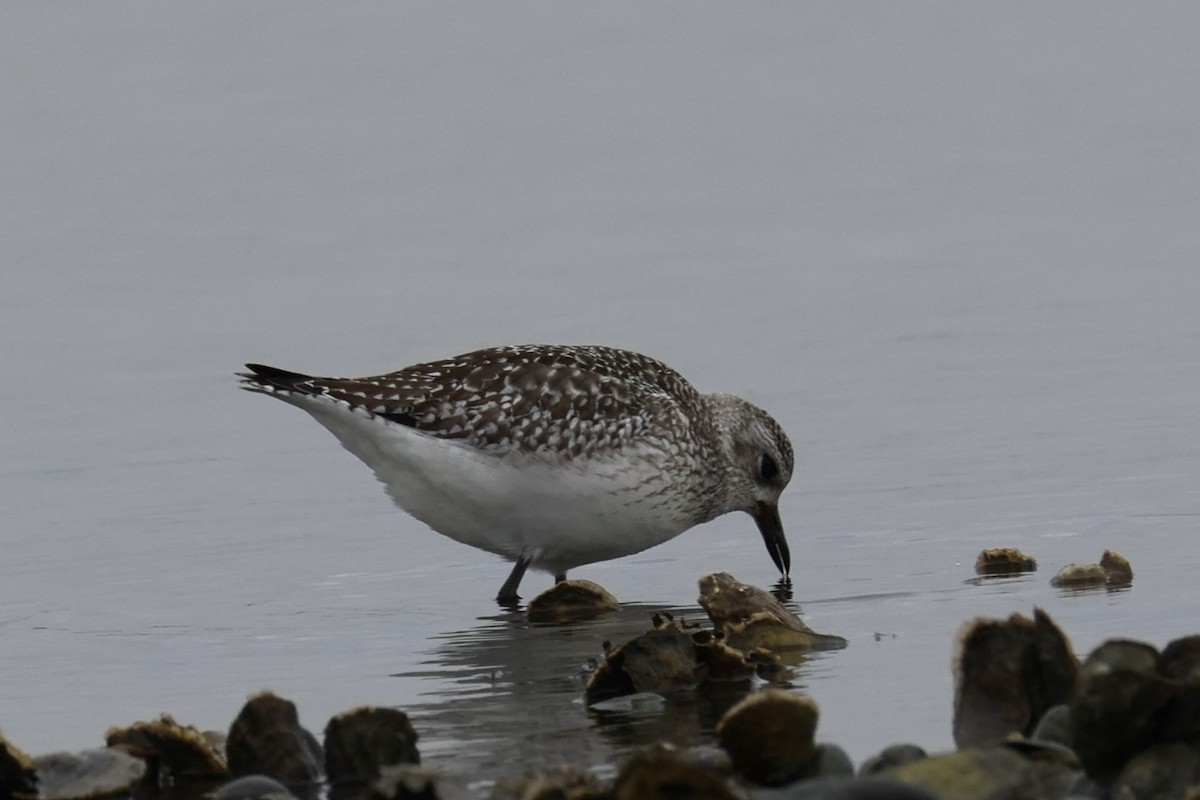 Chorlito Gris - ML646882791